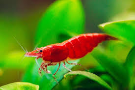 Cherry Shrimps