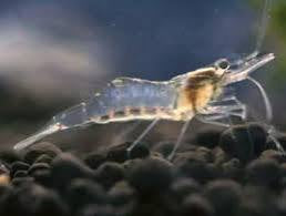 Ghost shrimp for sale bluff Durban delivery nationwide
