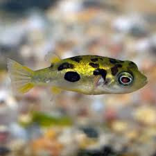 Dwarf Pea puffer