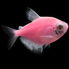 Widow Tetra (glow)