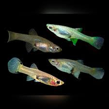 Guppies