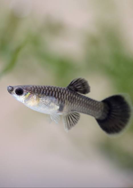 Guppies