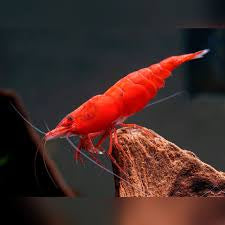 Cherry Shrimps