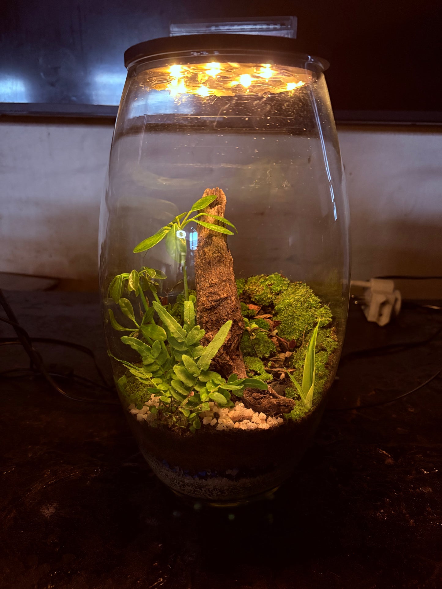 Thabile – Ready-Made Terrarium with LED Light