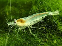 Ghost shrimp
