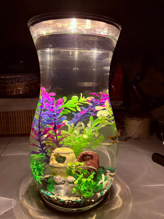 "Melo DIY mini jar aquarium kit with calming decor, artificial plant, and LED light – handcrafted by Infinity Aquariums South Africa"