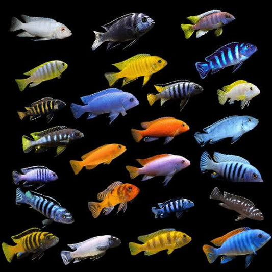 African Cichlids (Malawi)