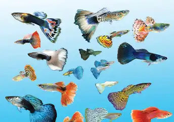 Guppies
