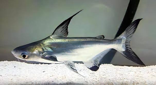 Hi Fin Shark