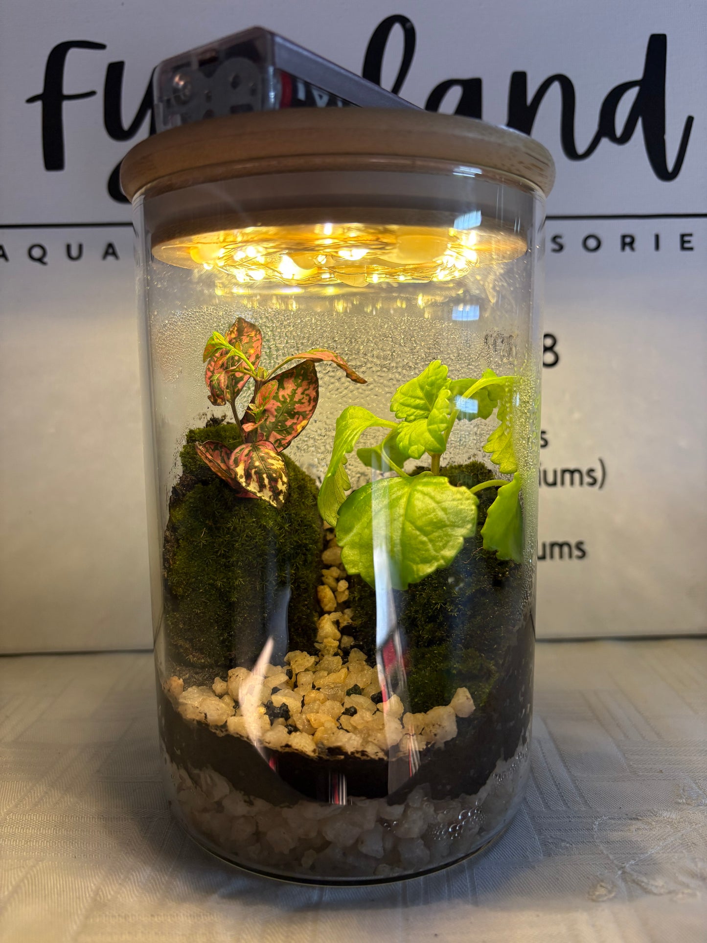 πΏ Lela β Ready-Made Mini Terrarium with LED Light