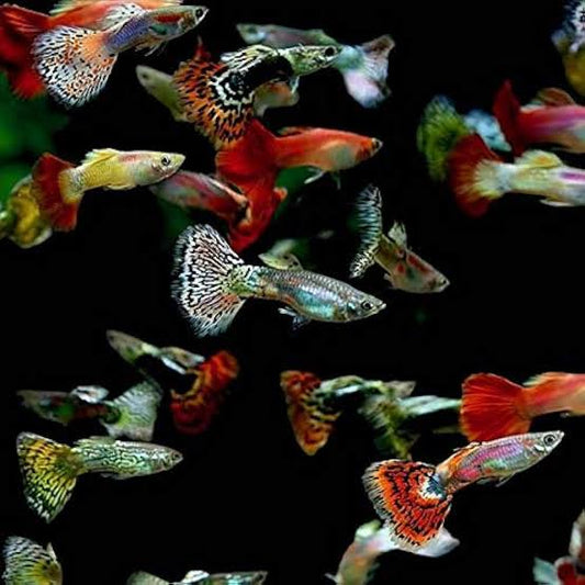 Guppies