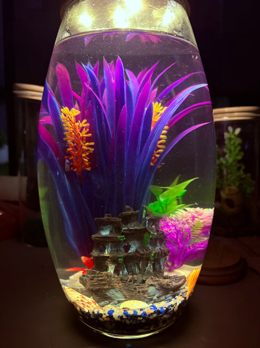 "Thabile DIY mini jar aquarium kit with colorful gravel, LED lid, and decorative plant – fun desktop tank by Infinity Aquariums South Africa"