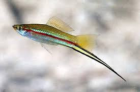 Sword Tail