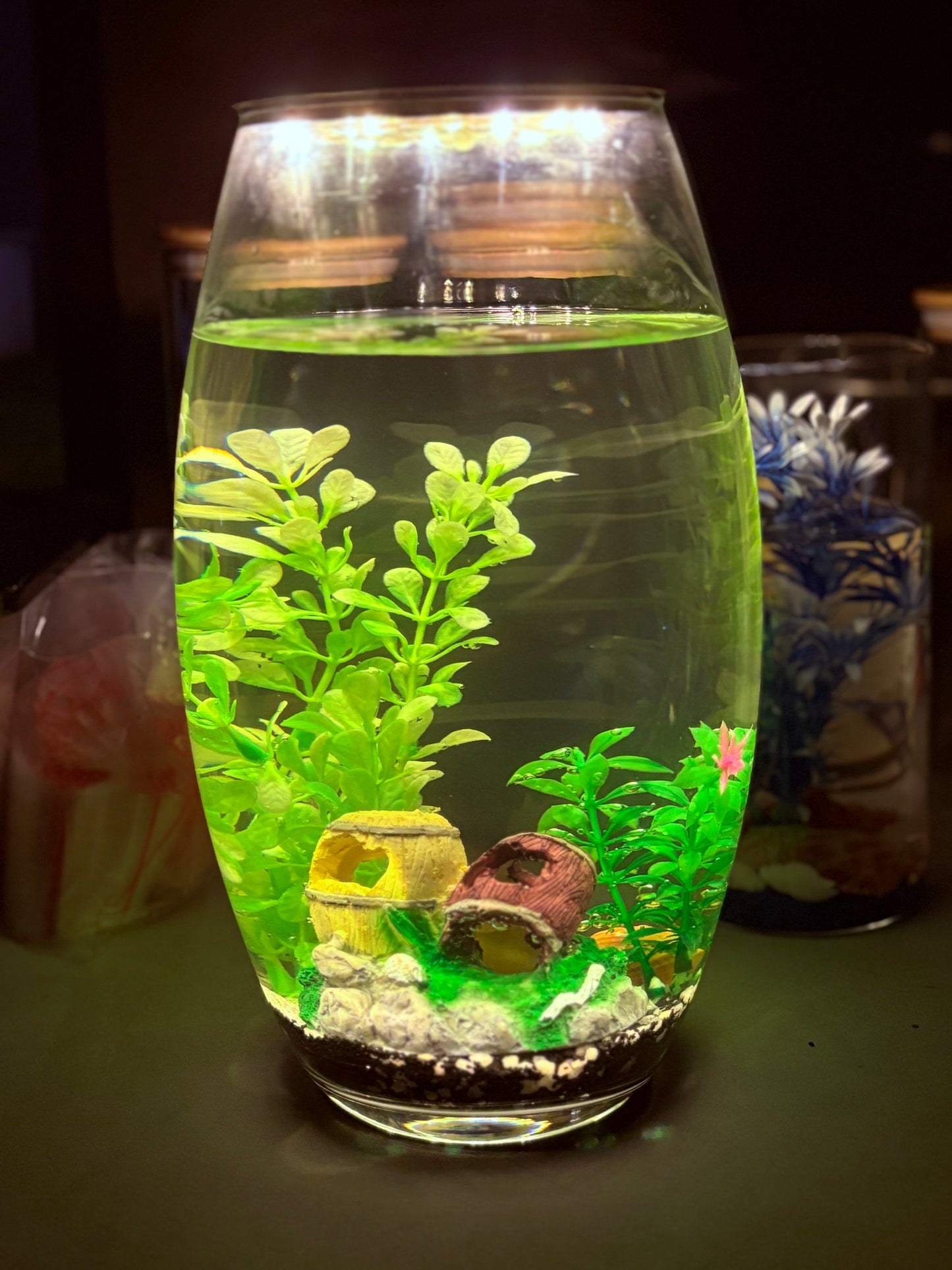 "Thabile DIY mini jar aquarium kit with colorful gravel, LED lid, and decorative plant – fun desktop tank by Infinity Aquariums South Africa"