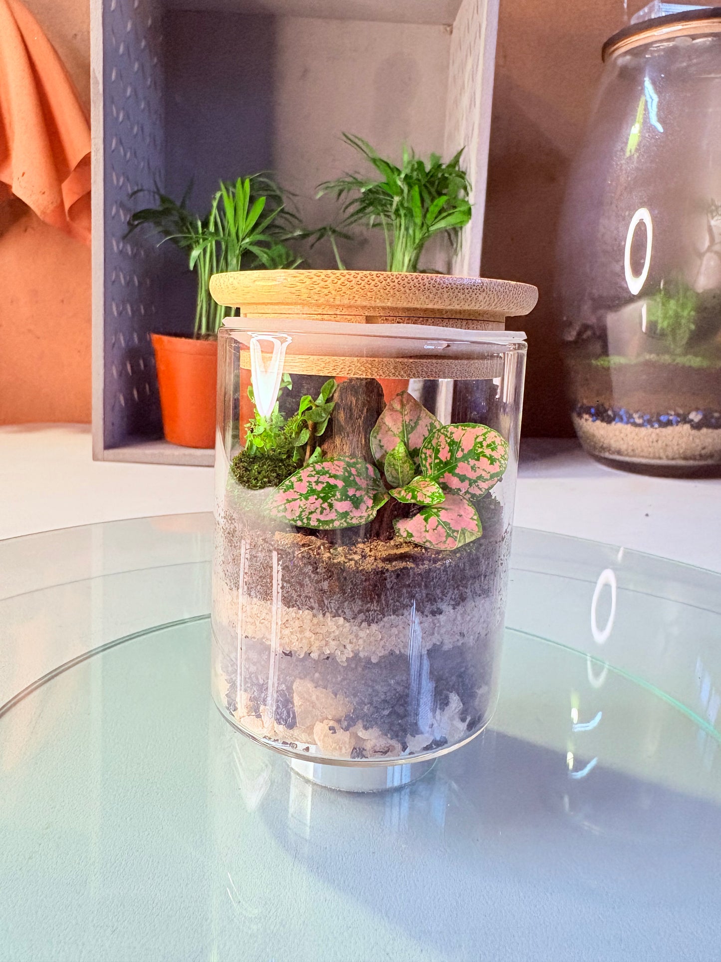 Zola – Petite Ready-Made Terrarium Jar