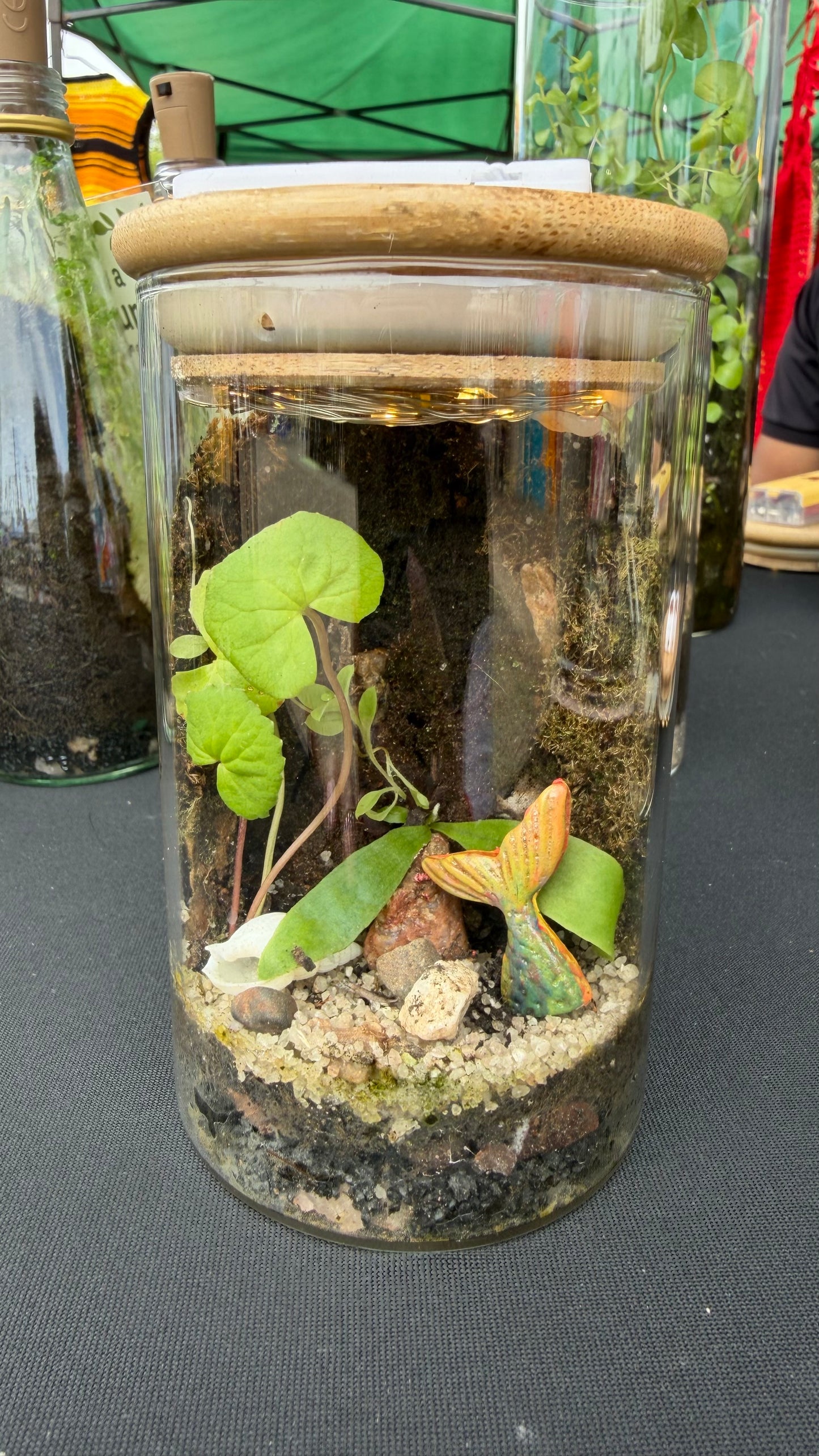 Nia – Compact Ready-Made Terrarium with LED Light