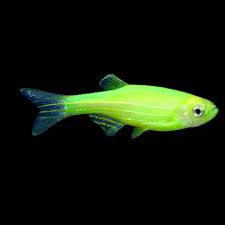 Zebra Danio