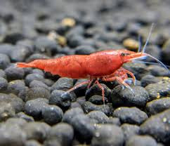 Cherry Shrimps