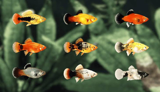 Platy