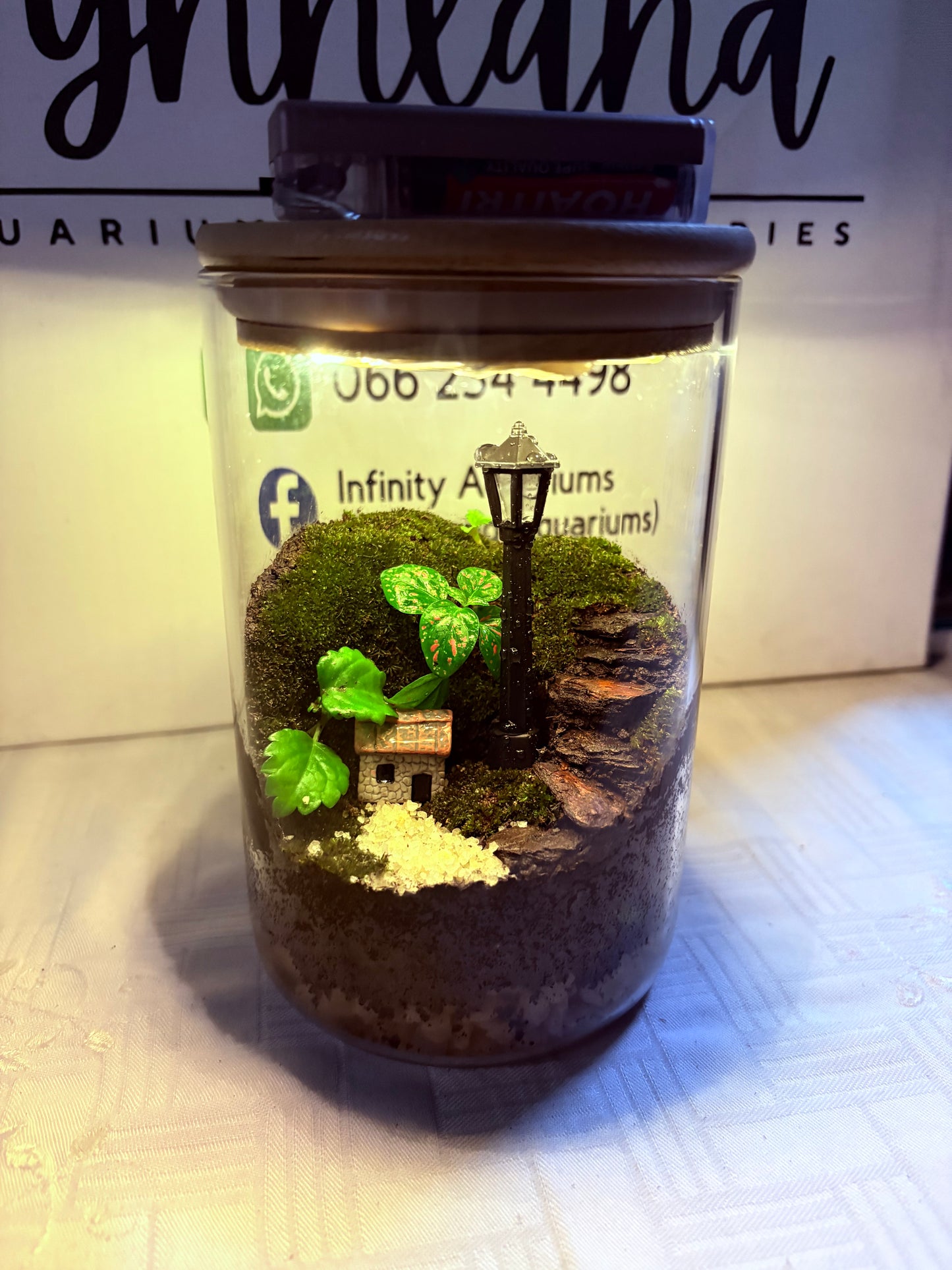 πΏ Lela β Ready-Made Mini Terrarium with LED Light