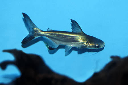 Hi Fin Shark