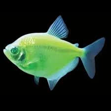 Widow Tetra (glow)