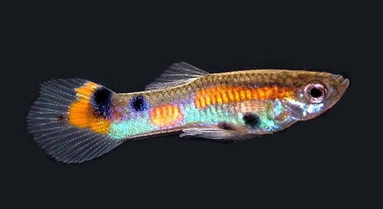 Guppies