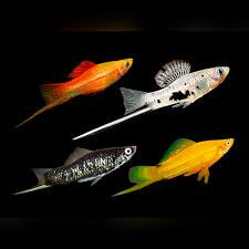Sword Tail