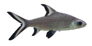 Bala Shark