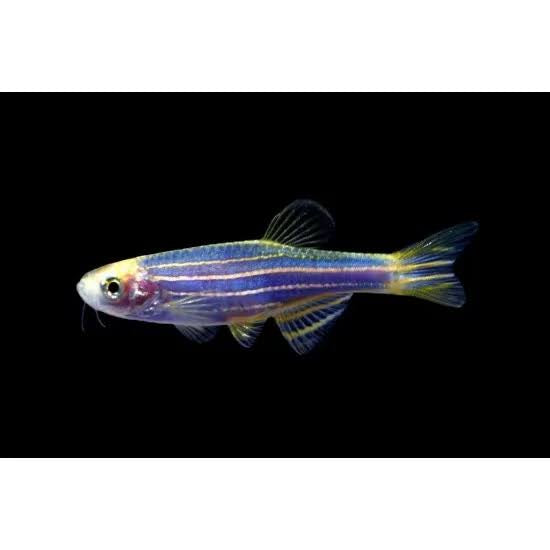 Zebra Danio