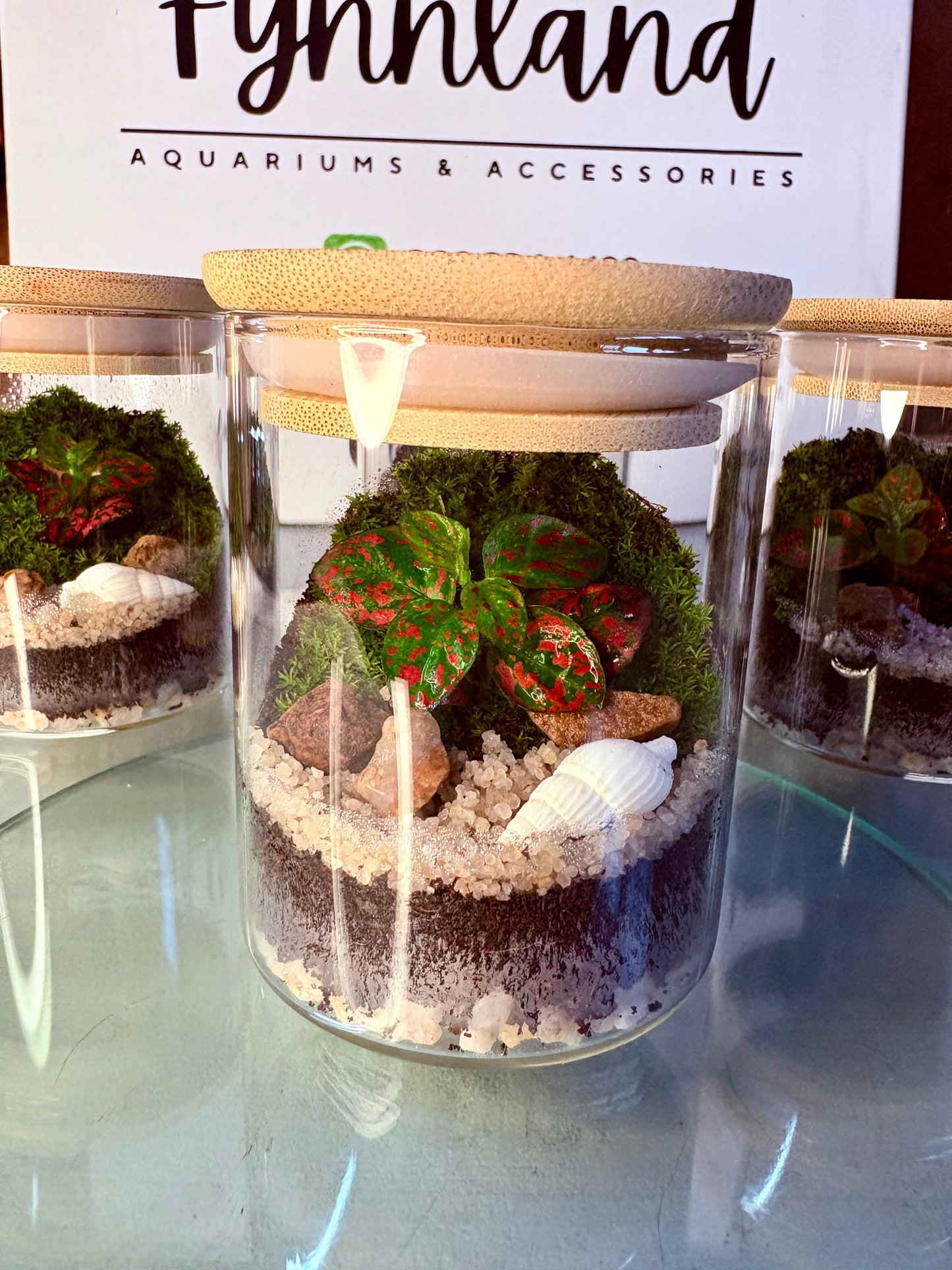 Zola – Petite Ready-Made Terrarium Jar