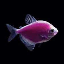 Widow Tetra (glow)