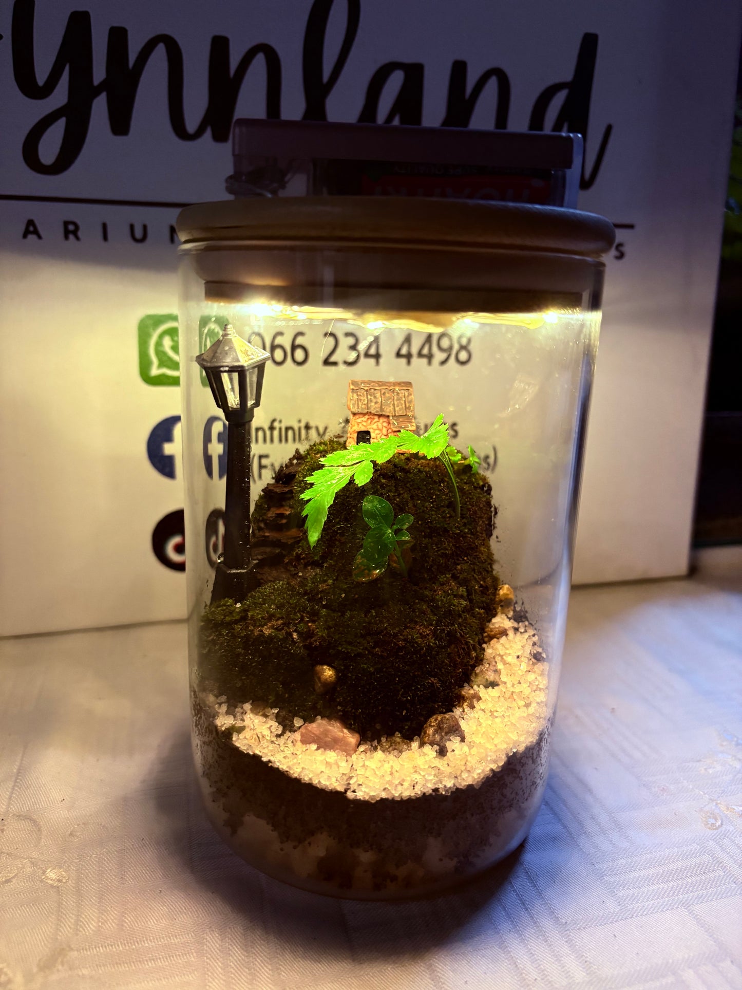 πΏ Lela β Ready-Made Mini Terrarium with LED Light