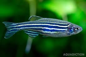 Zebra Danio