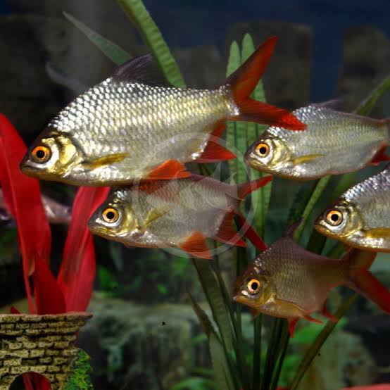 Red tail tinfoil barb