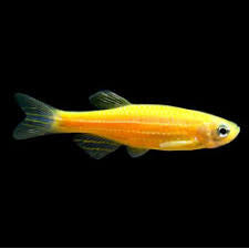 Zebra Danio
