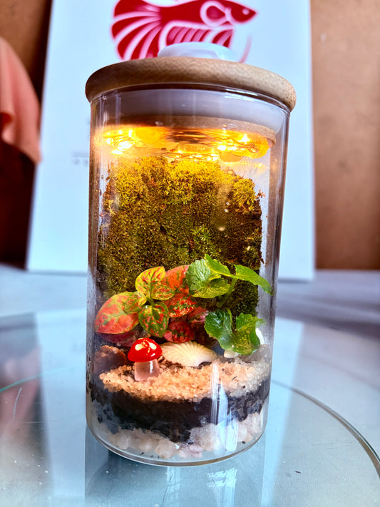 Nia – Compact Ready-Made Terrarium with LED Light