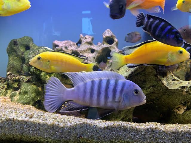 African Cichlids (Malawi)