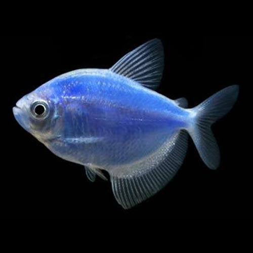 Widow Tetra (glow)