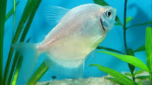 Widow Tetra (glow)