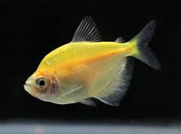 Widow Tetra (glow)