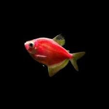 Widow Tetra (glow)