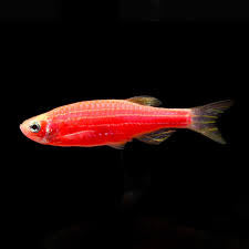 Zebra Danio