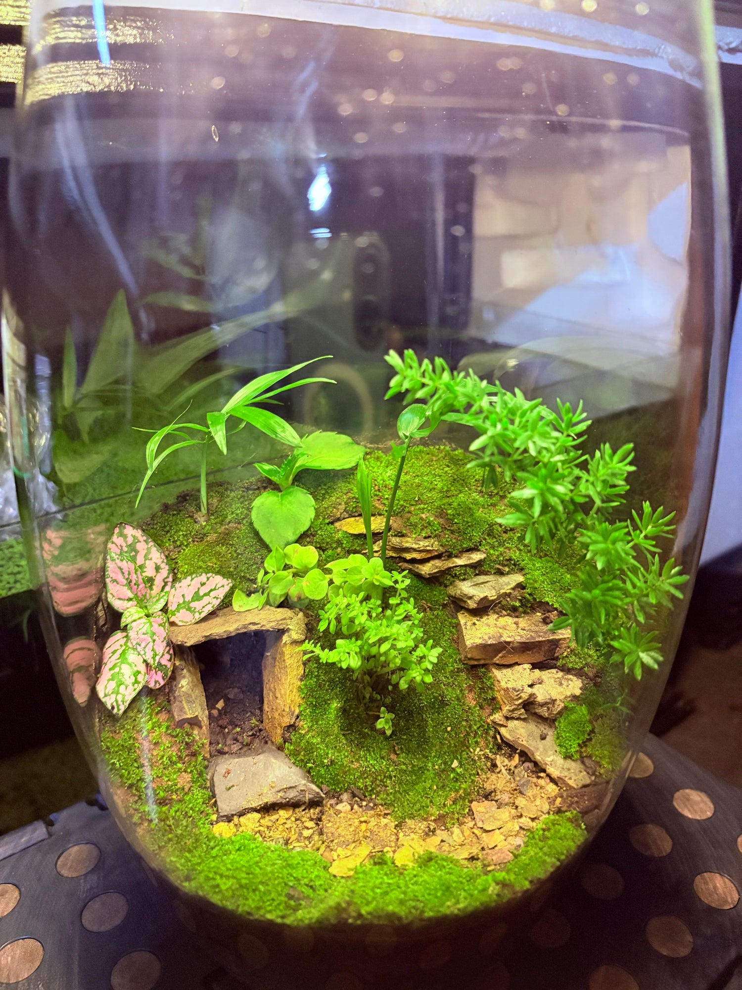 "30cm vase terrarium with cave feature and LED lights – handcrafted indoor garden from Infinity Aquariums South Africa"