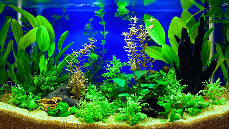 Aquatic live plants