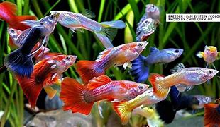 Freshwater Aquarium Fish, Shrimp & Snails for Sale - Healthy & Beginner-Friendly