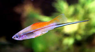 Sword Tail