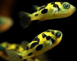 Dwarf Pea puffer