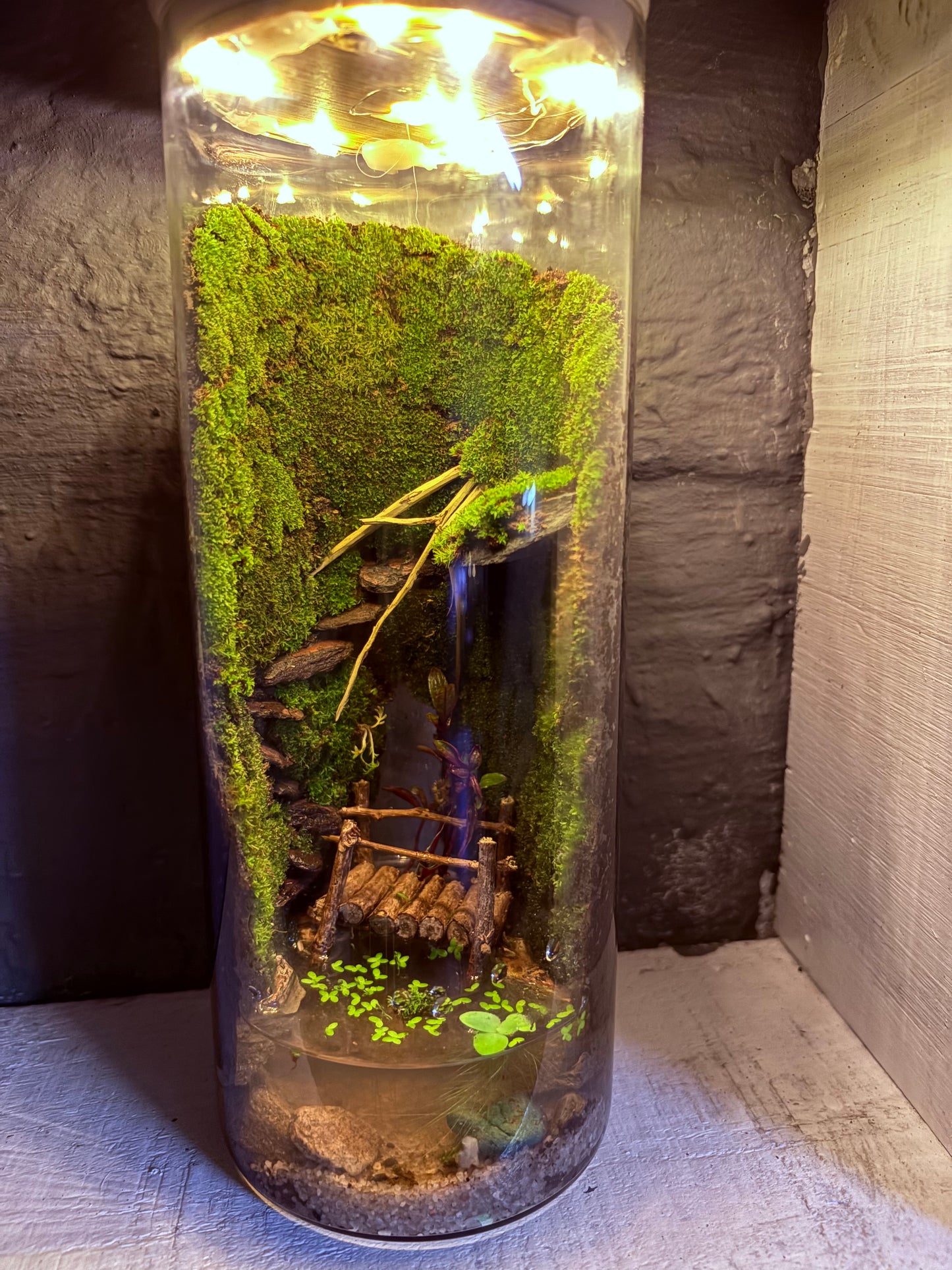 🌿 Zari – Paludarium - LED Light