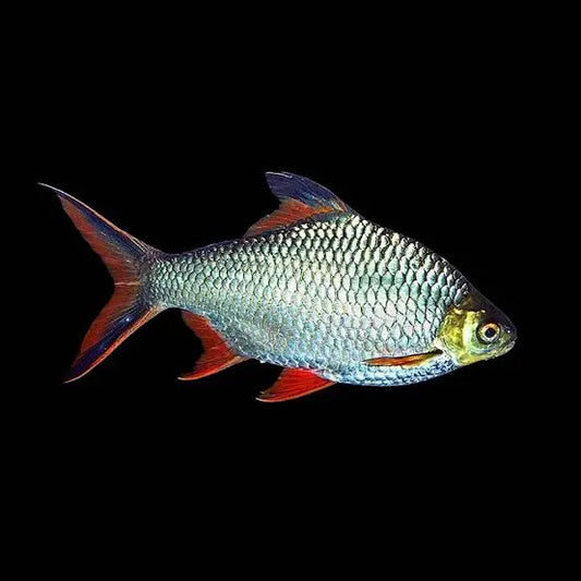 Red tail tinfoil barb